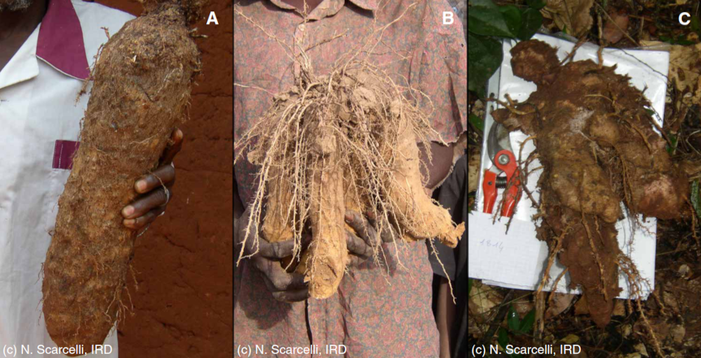 Wild and cultivated yam. From Scarcelli et al. 2019